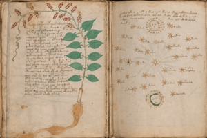 Voynich Manuscript plant text 