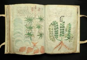 Voynich Manuscript Plant filled information
